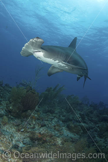 Great Hammerhead Shark photo Great Hammerhead Shark photo