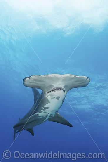 Great Hammerhead Shark (Sphyrna mokarran). The largest species of Hammerhead Shark attaining lengths of up to 6m. South Bimini Island, Bahamas, Caribbean Sea. Photo - Andy Murch Great Hammerhead Shark (Sphyrna mokarran). The largest species of Hammerhead Shark attaining lengths of up to 6m. South Bimini Island, Bahamas, Caribbean Sea. Photo - Andy Murch