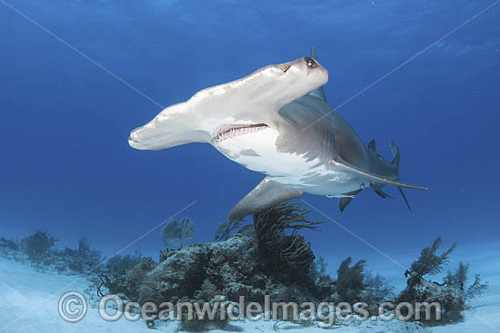 Great Hammerhead Shark (Sphyrna mokarran). The largest species of Hammerhead Shark attaining lengths of up to 6m. South Bimini Island, Bahamas, Caribbean Sea. Photo - Andy Murch Great Hammerhead Shark (Sphyrna mokarran). The largest species of Hammerhead Shark attaining lengths of up to 6m. South Bimini Island, Bahamas, Caribbean Sea. Photo - Andy Murch