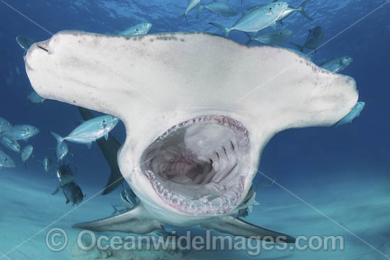 Great Hammerhead Shark photo