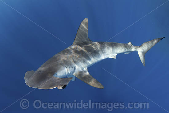 Smooth Hammerhead Shark photo