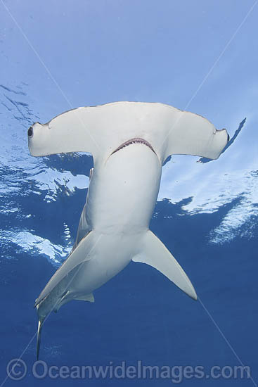 Smooth Hammerhead Shark (Sphyrna zygaena). Cabo San Lucas, Baja, Mexico, Eastern Pacific. Photo - Andy Murch Smooth Hammerhead Shark (Sphyrna zygaena). Cabo San Lucas, Baja, Mexico, Eastern Pacific. Photo - Andy Murch