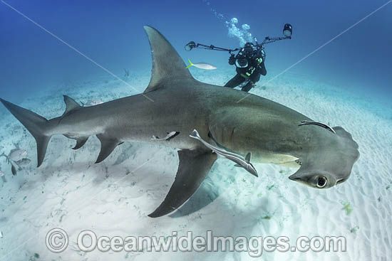 Great Hammerhead Shark photo