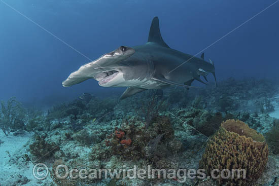 Great Hammerhead Shark (Sphyrna mokarran). The largest species of Hammerhead Shark attaining lengths of upto 6m. South Bimini Island, Bahamas, Caribbean Sea. Photo - Andy Murch Great Hammerhead Shark (Sphyrna mokarran). The largest species of Hammerhead Shark attaining lengths of upto 6m. South Bimini Island, Bahamas, Caribbean Sea. Photo - Andy Murch