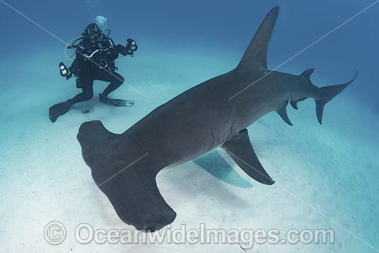 Great Hammerhead Shark photo Great Hammerhead Shark photo