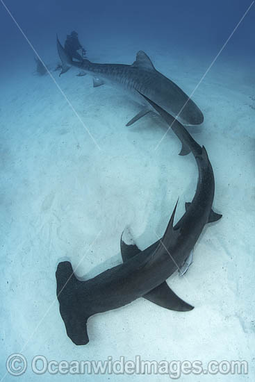 Great Hammerhead Shark photo