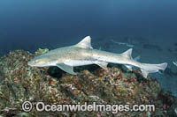 Banded Houndshark Photo - Andy Murch