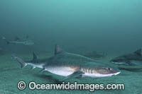 Banded Houndshark Photo - Andy Murch
