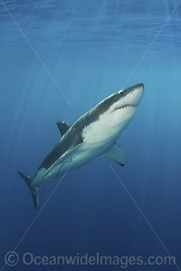 Great White Shark (Carcharodon carcharias). Aka White Pointer, White Shark, White Death, Blue Pointer, Landlord or Mackeral shark. Guadalupe Island, Mexico, Eastern Pacific. Photo - Andy Murch
