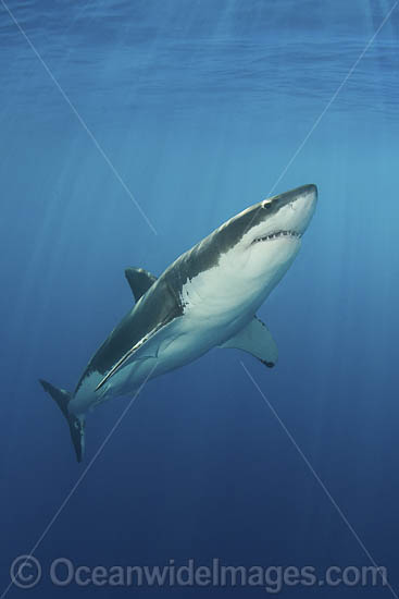 Great White Shark photo