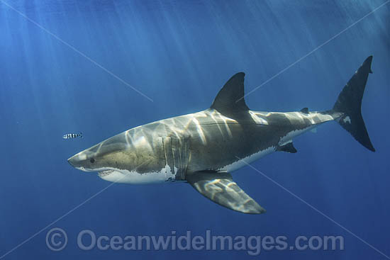 Great White Shark (Carcharodon carcharias). Aka White Pointer, White Shark, White Death, Blue Pointer, Landlord or Mackeral shark. Guadalupe Island, Mexico, Eastern Pacific. Photo - Andy Murch Great White Shark (Carcharodon carcharias). Aka White Pointer, White Shark, White Death, Blue Pointer, Landlord or Mackeral shark. Guadalupe Island, Mexico, Eastern Pacific. Photo - Andy Murch