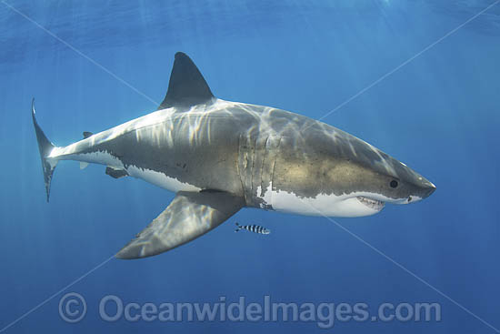 Great White Shark (Carcharodon carcharias). Aka White Pointer, White Shark, White Death, Blue Pointer, Landlord or Mackeral shark. Guadalupe Island, Mexico, Eastern Pacific. Photo - Andy Murch Great White Shark (Carcharodon carcharias). Aka White Pointer, White Shark, White Death, Blue Pointer, Landlord or Mackeral shark. Guadalupe Island, Mexico, Eastern Pacific. Photo - Andy Murch