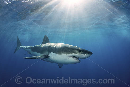 Great White Shark (Carcharodon carcharias). Aka White Pointer, White Shark, White Death, Blue Pointer, Landlord or Mackeral shark. Guadalupe Island, Mexico, Eastern Pacific. Photo - Andy Murch Great White Shark (Carcharodon carcharias). Aka White Pointer, White Shark, White Death, Blue Pointer, Landlord or Mackeral shark. Guadalupe Island, Mexico, Eastern Pacific. Photo - Andy Murch
