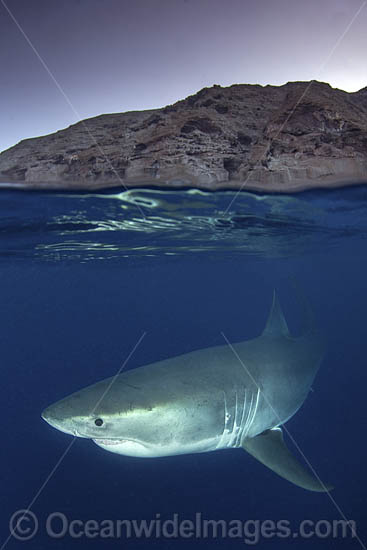 Great White Shark (Carcharodon carcharias). Aka White Pointer, White Shark, White Death, Blue Pointer, Landlord or Mackeral shark. Guadalupe Island, Mexico, Eastern Pacific. Photo - Andy Murch Great White Shark (Carcharodon carcharias). Aka White Pointer, White Shark, White Death, Blue Pointer, Landlord or Mackeral shark. Guadalupe Island, Mexico, Eastern Pacific. Photo - Andy Murch