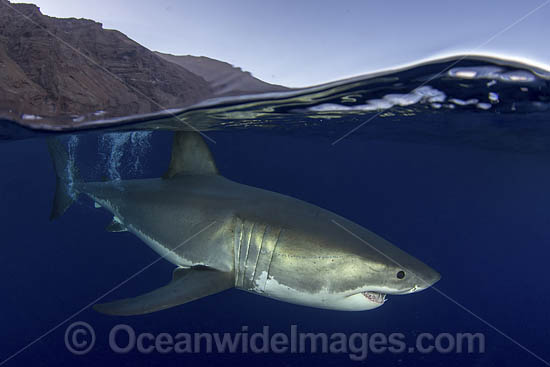 Great White Shark (Carcharodon carcharias). Aka White Pointer, White Shark, White Death, Blue Pointer, Landlord or Mackeral shark. Guadalupe Island, Mexico, Eastern Pacific. Photo - Andy Murch Great White Shark (Carcharodon carcharias). Aka White Pointer, White Shark, White Death, Blue Pointer, Landlord or Mackeral shark. Guadalupe Island, Mexico, Eastern Pacific. Photo - Andy Murch