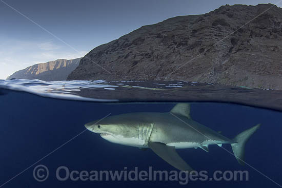 Great White Shark (Carcharodon carcharias). Aka White Pointer, White Shark, White Death, Blue Pointer, Landlord or Mackeral Shark. Guadalupe Island, Mexico, Eastern Pacific. Photo - Andy Murch
