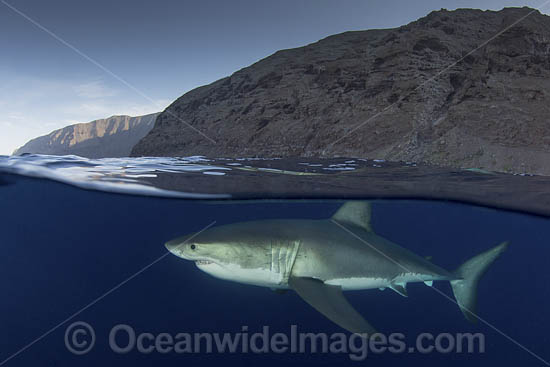 Great White Shark (Carcharodon carcharias). Aka White Pointer, White Shark, White Death, Blue Pointer, Landlord or Mackeral Shark. Guadalupe Island, Mexico, Eastern Pacific. Photo - Andy Murch Great White Shark (Carcharodon carcharias). Aka White Pointer, White Shark, White Death, Blue Pointer, Landlord or Mackeral Shark. Guadalupe Island, Mexico, Eastern Pacific. Photo - Andy Murch