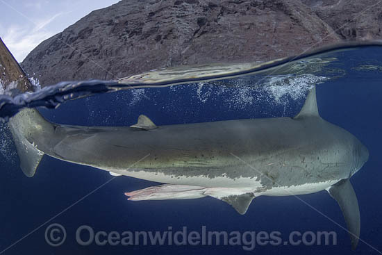 Claspers of a mature male Great White Shark (Carcharodon carcharias). Aka White Pointer, White Shark, White Death, Blue Pointer, Landlord or Mackeral Shark. Over under or split frame image at Guadalupe Island, Mexico, Eastern Pacific. Photo - Andy Murch