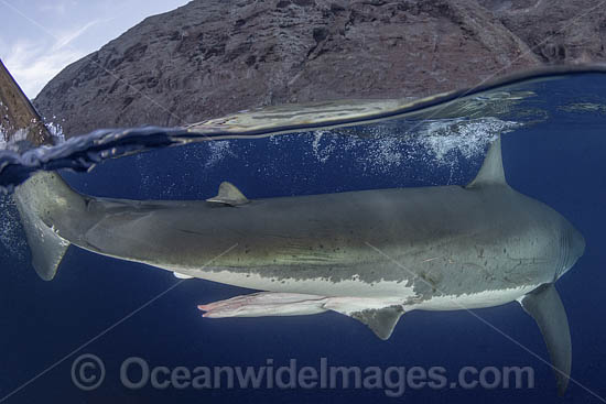 Claspers of a mature male Great White Shark (Carcharodon carcharias). Aka White Pointer, White Shark, White Death, Blue Pointer, Landlord or Mackeral Shark. Over under or split frame image at Guadalupe Island, Mexico, Eastern Pacific. Photo - Andy Murch Claspers of a mature male Great White Shark (Carcharodon carcharias). Aka White Pointer, White Shark, White Death, Blue Pointer, Landlord or Mackeral Shark. Over under or split frame image at Guadalupe Island, Mexico, Eastern Pacific. Photo - Andy Murch