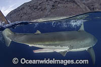 Great White Shark Claspers Photo - Andy Murch
