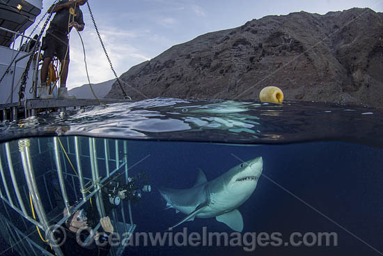 Great White Shark (Carcharodon carcharias) - next to a shark cage with hookah divers. Aka White Pointer, White Shark, White Death, Blue Pointer, Landlord or Mackeral Shark. Over under or split frame image at Guadalupe Island, Mexico, Eastern Pacific. Photo - Andy Murch