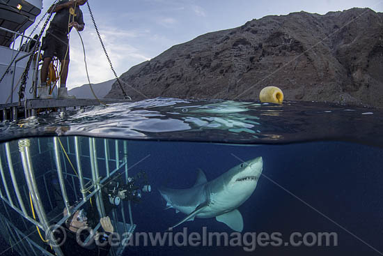 Great White Shark (Carcharodon carcharias) - next to a shark cage with hookah divers. Aka White Pointer, White Shark, White Death, Blue Pointer, Landlord or Mackeral Shark. Over under or split frame image at Guadalupe Island, Mexico, Eastern Pacific. Photo - Andy Murch Great White Shark (Carcharodon carcharias) - next to a shark cage with hookah divers. Aka White Pointer, White Shark, White Death, Blue Pointer, Landlord or Mackeral Shark. Over under or split frame image at Guadalupe Island, Mexico, Eastern Pacific. Photo - Andy Murch