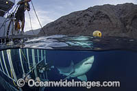 Great White Shark with Hookah divers Photo - Andy Murch