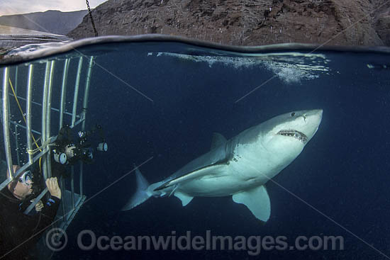 Great White Shark (Carcharodon carcharias) - next to a shark cage with hookah divers. Aka White Pointer, White Shark, White Death, Blue Pointer, Landlord or Mackeral Shark. Over under or split frame image at Guadalupe Island, Mexico, Eastern Pacific. Photo - Andy Murch Great White Shark (Carcharodon carcharias) - next to a shark cage with hookah divers. Aka White Pointer, White Shark, White Death, Blue Pointer, Landlord or Mackeral Shark. Over under or split frame image at Guadalupe Island, Mexico, Eastern Pacific. Photo - Andy Murch