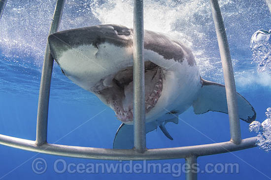 Great White Shark cage photo