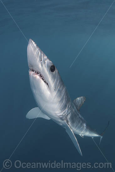 Shortfin Mako Shark Isurus oxyrinchus photo