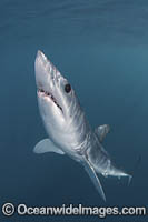 Shortfin Mako Shark Isurus oxyrinchus Photo - Andy Murch