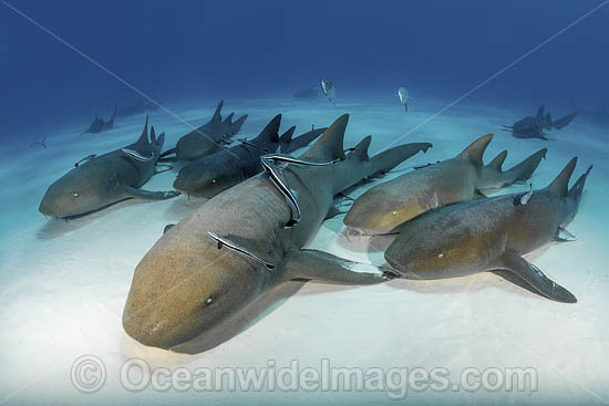 Nurse Shark (Ginglymostoma cirratum). Aka Common Nurse Shark. South Bimini Island, Bahamas, Caribbean Sea. Photo - Andy Murch