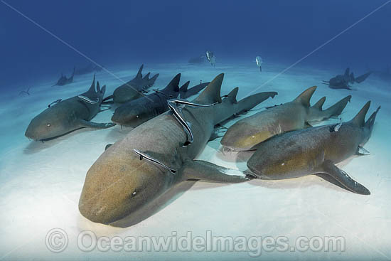 Nurse Shark (Ginglymostoma cirratum). Aka Common Nurse Shark. South Bimini Island, Bahamas, Caribbean Sea. Photo - Andy Murch Nurse Shark (Ginglymostoma cirratum). Aka Common Nurse Shark. South Bimini Island, Bahamas, Caribbean Sea. Photo - Andy Murch