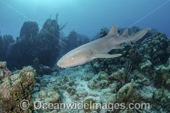 Nurse Shark (Ginglymostoma cirratum). Aka Common Nurse Shark, Chinchorro Atoll, Mexico, Caribbean Sea. Photo - Andy Murch Nurse Shark (Ginglymostoma cirratum). Aka Common Nurse Shark, Chinchorro Atoll, Mexico, Caribbean Sea. Photo - Andy Murch