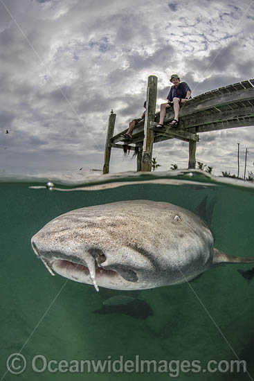 Nurse Shark (Ginglymostoma cirratum), hunting for scraps in the river mouth at Hawks Nest Resort and Marina, Cat Island, Bahamas, Caribbean Sea. Photo - Andy Murch Nurse Shark (Ginglymostoma cirratum), hunting for scraps in the river mouth at Hawks Nest Resort and Marina, Cat Island, Bahamas, Caribbean Sea. Photo - Andy Murch