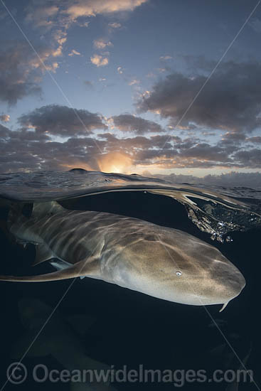 Nurse Shark (Ginglymostoma cirratum). Aka Common Nurse Shark. Over under split shot at sunset near South Bimini Island, Bahamas, Caribbean Sea. Photo - Andy Murch