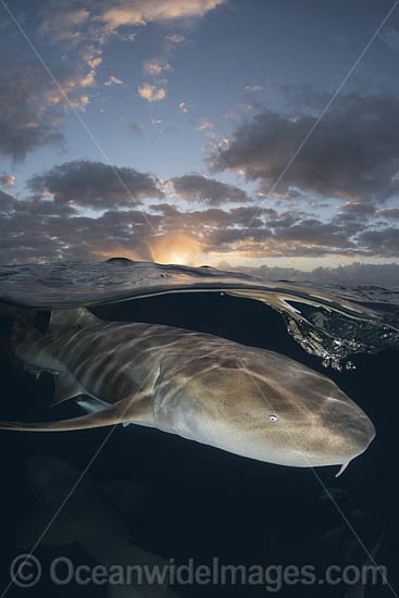Nurse Shark (Ginglymostoma cirratum). Aka Common Nurse Shark. Over under split shot at sunset near South Bimini Island, Bahamas, Caribbean Sea. Photo - Andy Murch Nurse Shark (Ginglymostoma cirratum). Aka Common Nurse Shark. Over under split shot at sunset near South Bimini Island, Bahamas, Caribbean Sea. Photo - Andy Murch