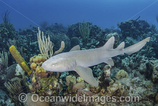Nurse Shark (Ginglymostoma cirratum). Aka Common Nurse Shark, Chinchorro Atoll, Mexico, Caribbean Sea. Photo - Andy Murch