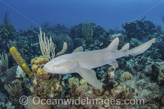 Nurse Shark (Ginglymostoma cirratum). Aka Common Nurse Shark, Chinchorro Atoll, Mexico, Caribbean Sea. Photo - Andy Murch Nurse Shark (Ginglymostoma cirratum). Aka Common Nurse Shark, Chinchorro Atoll, Mexico, Caribbean Sea. Photo - Andy Murch