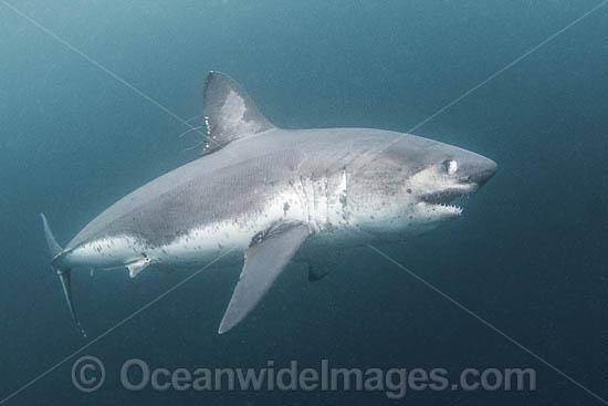 Salmon Shark Lamna ditropis photo