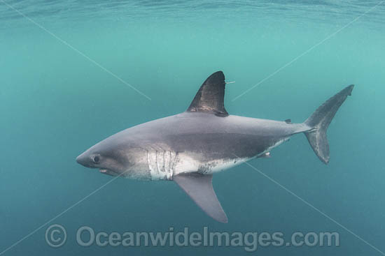 Salmon Shark Lamna ditropis photo