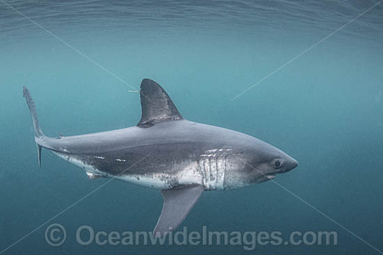 Salmon Shark Lamna ditropis photo Salmon Shark Lamna ditropis photo