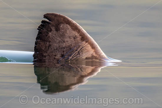 Salmon Shark Lamna ditropis photo