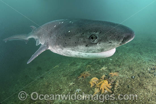 Broadnose Sevengill Shark photo