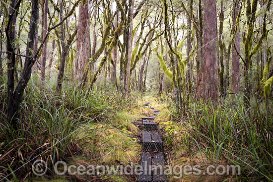Gondwana Rainforest, draped in hanging moss. New England National Park, New South Wales, Australia. This rainforest is inscribed on the World Heritage List in recognition of its outstanding universal value. Photo - Gary Bell Gondwana Rainforest, draped in hanging moss. New England National Park, New South Wales, Australia. This rainforest is inscribed on the World Heritage List in recognition of its outstanding universal value. Photo - Gary Bell