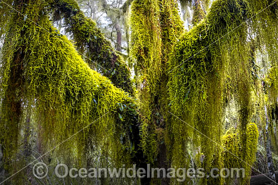 Gondwana Rainforest photo Gondwana Rainforest photo
