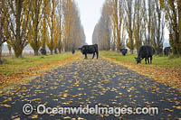 Cattle on country road Photo - Gary Bell