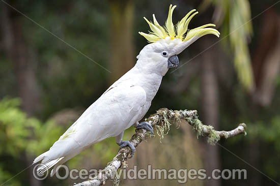 Sulphur-crested Cockatoo photo