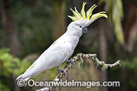 Sulphur-crested Cockatoo Photo - Gary Bell