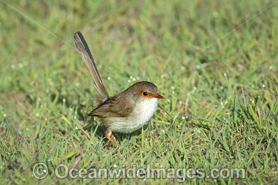 Supurb Fairy-wren (Malurus cyaneus), female. Found in dense undergrowth, bracken, shrubbery in forests and heaths throughout south-eastern Australia. Photo taken at Coffs Harbour, New South Wales, Australia. Photo - Gary Bell Supurb Fairy-wren (Malurus cyaneus), female. Found in dense undergrowth, bracken, shrubbery in forests and heaths throughout south-eastern Australia. Photo taken at Coffs Harbour, New South Wales, Australia. Photo - Gary Bell